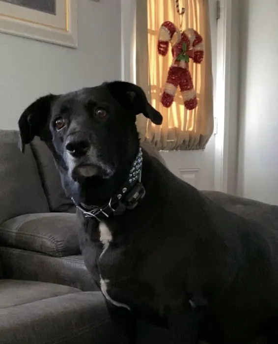 Raintree Animal Animal Hospital Picture 6