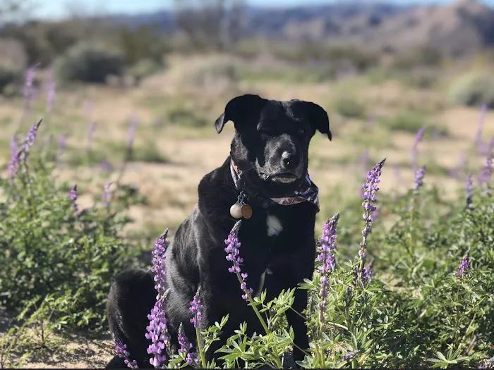 Raintree Animal Animal Hospital Picture 4
