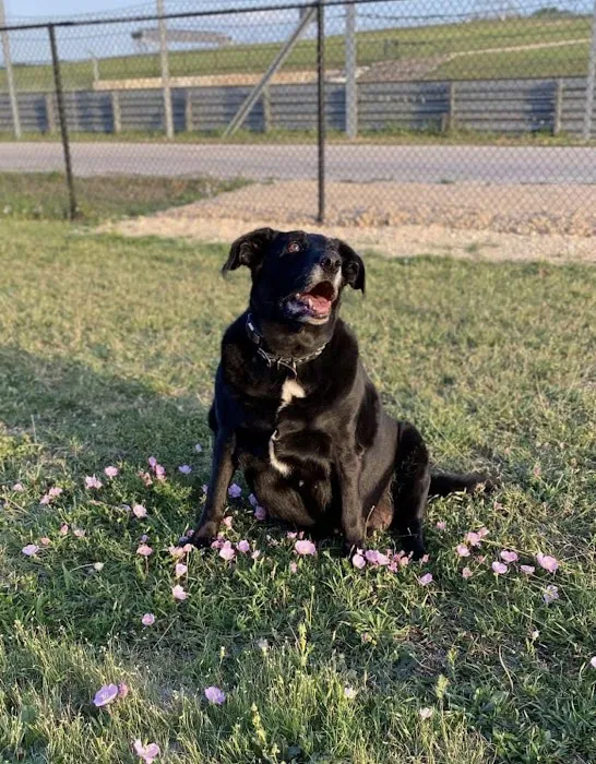 Raintree Animal Animal Hospital Picture 7