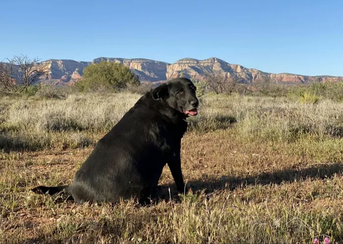 Raintree Animal Animal Hospital Picture 9
