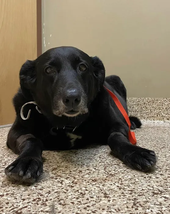 Raintree Animal Animal Hospital Picture 8