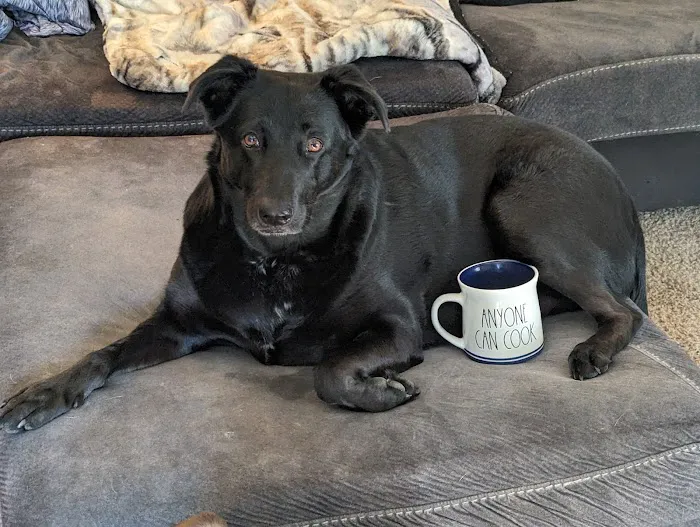 Kennedy's Animal Clinic Picture 2