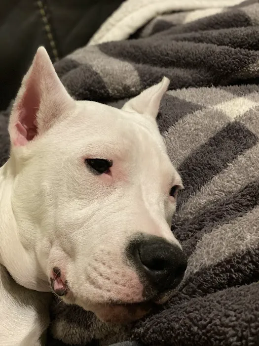 Kennedy's Animal Clinic Picture 1