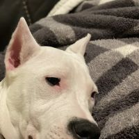 Kennedy's Animal Clinic ico