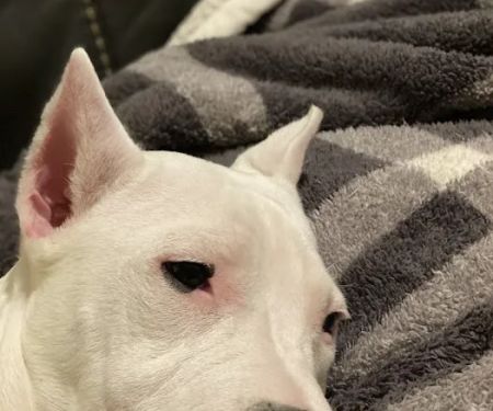 Kennedy's Animal Clinic