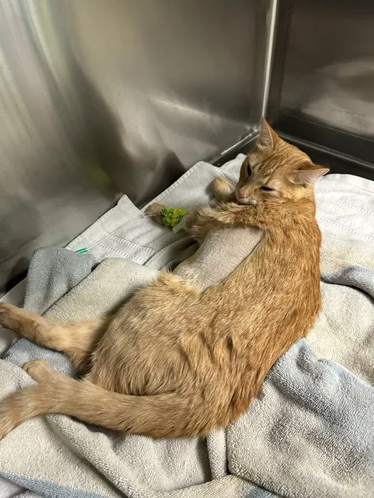 Kennedy's Animal Clinic Picture 4