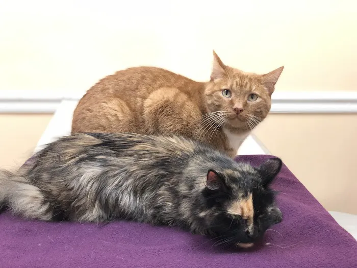 Kennedy's Animal Clinic Picture 6