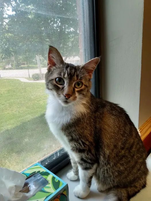 Raytown-Gregory Animal Health Center Picture 1