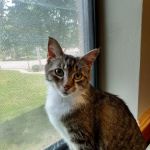 Raytown-Gregory Animal Health Center