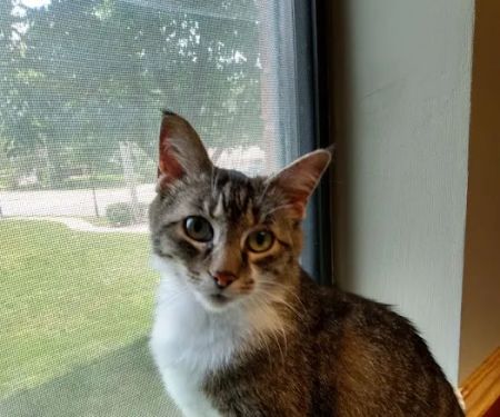 Raytown-Gregory Animal Health Center