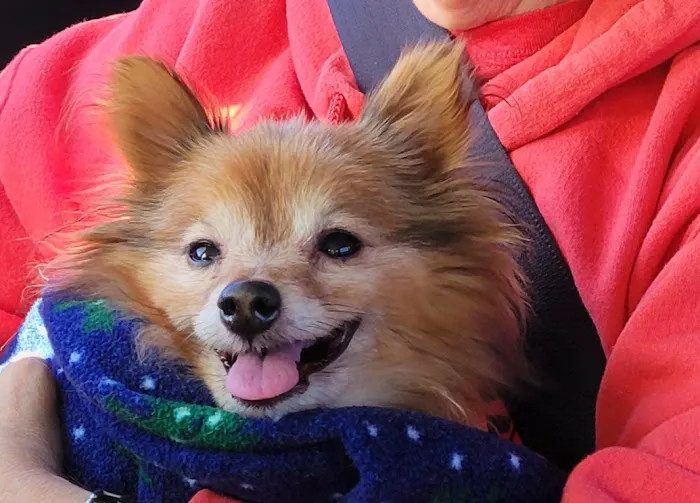 Raytown-Gregory Animal Health Center Picture 2