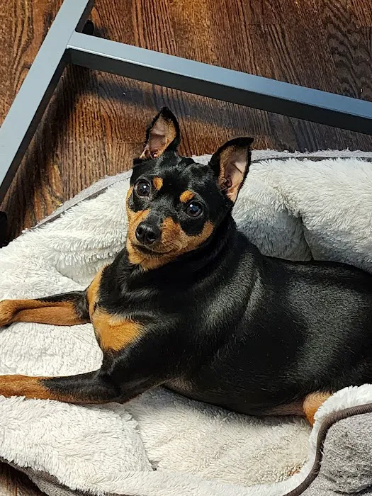 Raytown-Gregory Animal Health Center Picture 3