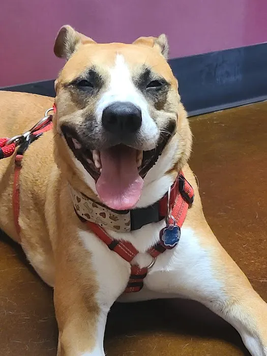 Raytown-Gregory Animal Health Center Picture 4