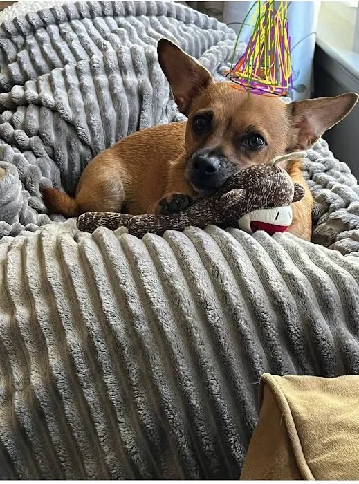 Raytown-Gregory Animal Health Center Picture 7