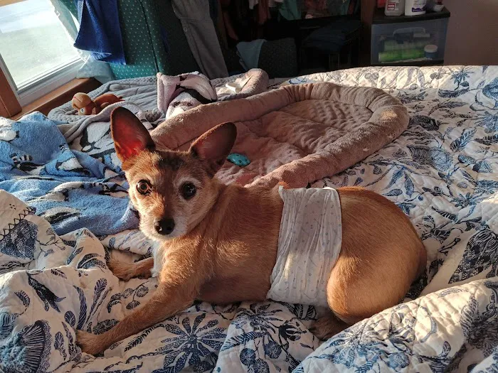 Raytown-Gregory Animal Health Center Picture 5