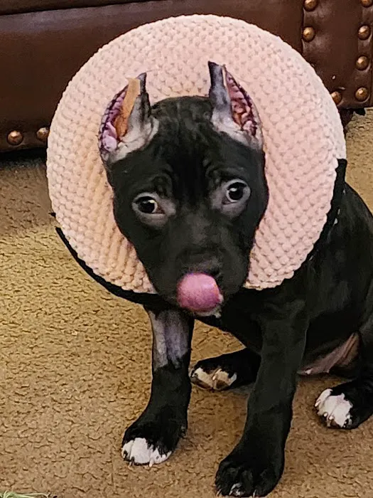 Raytown-Gregory Animal Health Center Picture 6