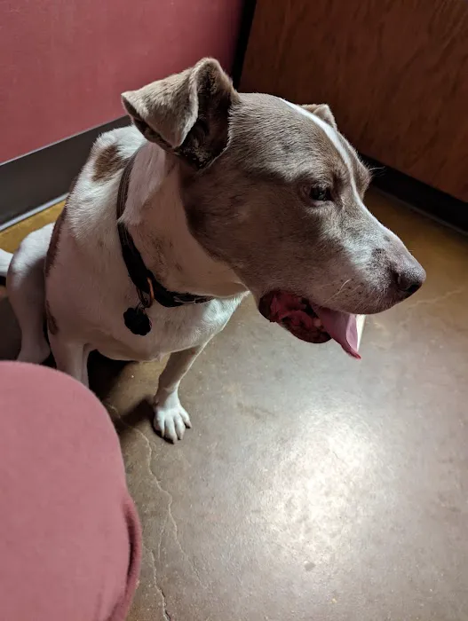 Raytown Gregory Animal Health: Beachner Jeania DVM Picture 1