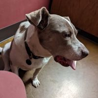 Raytown Gregory Animal Health: Beachner Jeania DVM ico