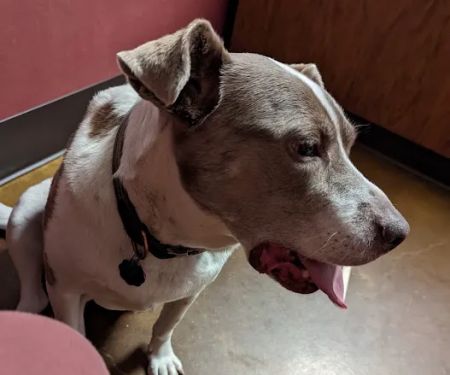 Raytown Gregory Animal Health: Beachner Jeania DVM