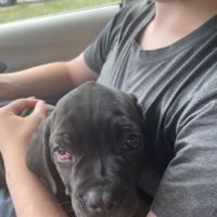 Raytown Animal Hospital ico