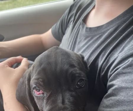 Raytown Animal Hospital