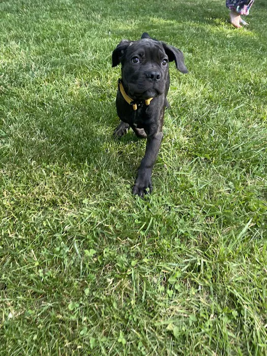 Raytown Animal Hospital Picture 3