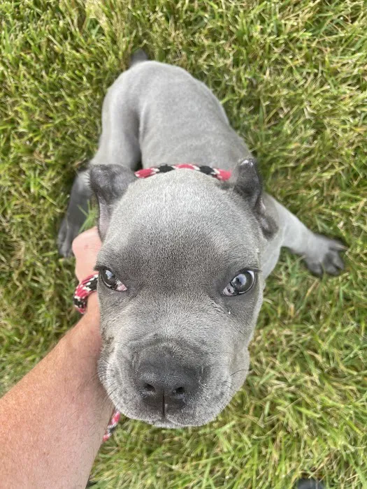 Raytown Animal Hospital Picture 5