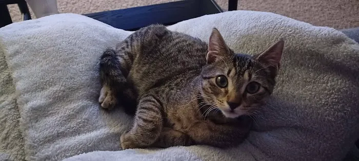 Raytown Animal Hospital Picture 4