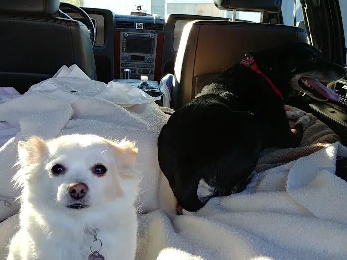 Bryant's Veterinary Services Picture 1