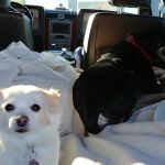 Bryant's Veterinary Services