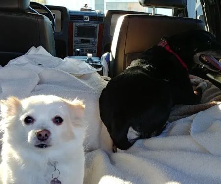 Bryant's Veterinary Services