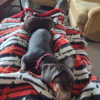 Markway Animal Care Center ico