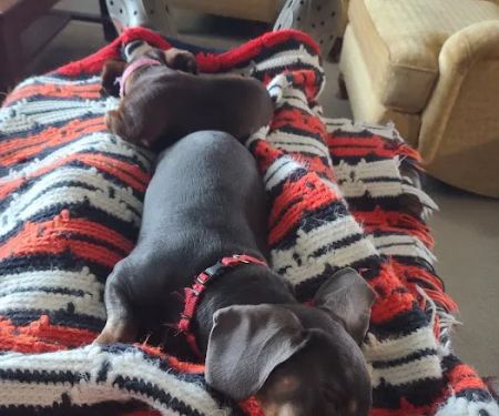 Markway Animal Care Center