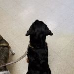 Golden Valley Animal Clinic