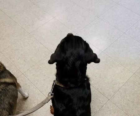 Golden Valley Animal Clinic