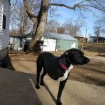 Lifetime Animal Center