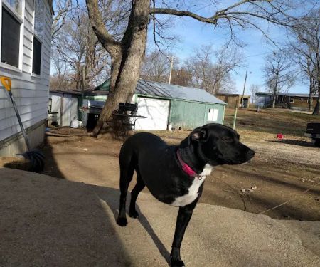 Lifetime Animal Center