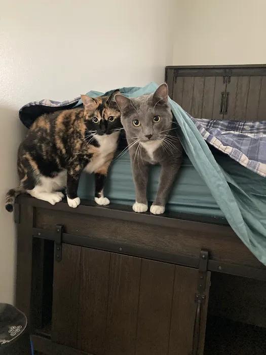 Lifetime Animal Center Picture 4