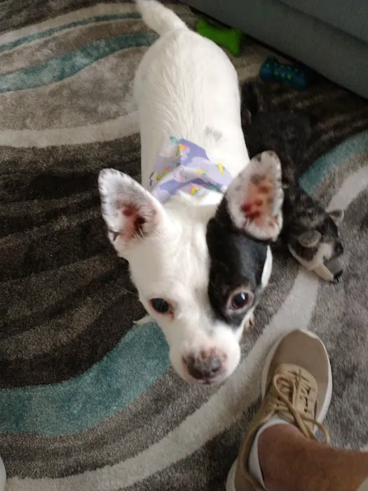 Golden Valley Animal Hospital Picture 1