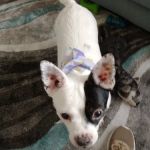 Golden Valley Animal Hospital