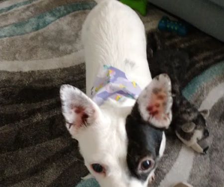 Golden Valley Animal Hospital