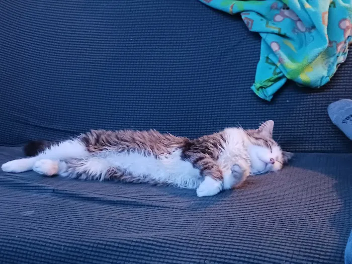 Golden Valley Animal Hospital Picture 4