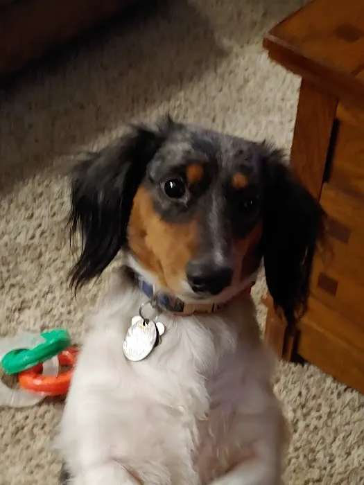 Golden Valley Animal Hospital Picture 6