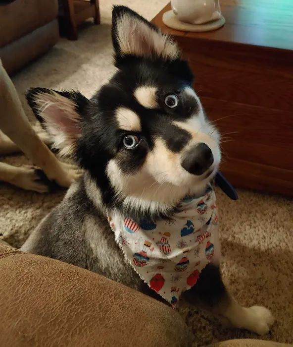 Golden Valley Animal Hospital Picture 5