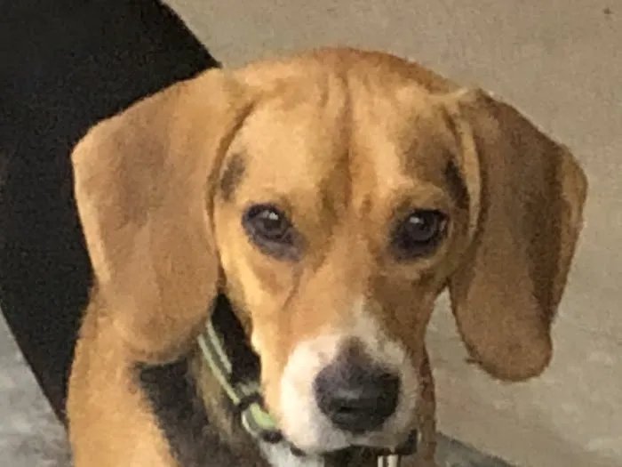 Golden Valley Animal Hospital Picture 10