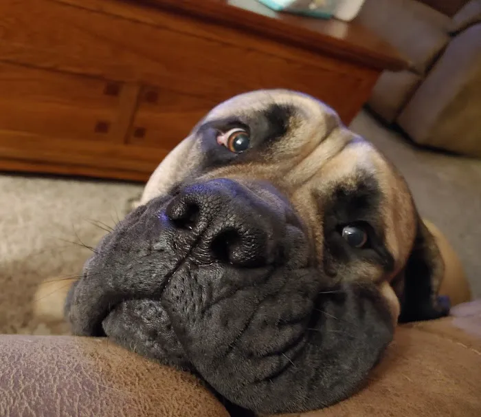 Golden Valley Animal Hospital Picture 8