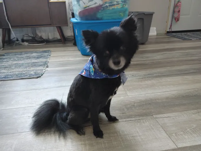 Golden Valley Animal Hospital Picture 9