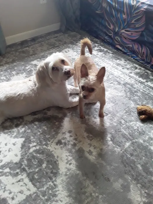 Vienna Veterinary Clinic Picture 2