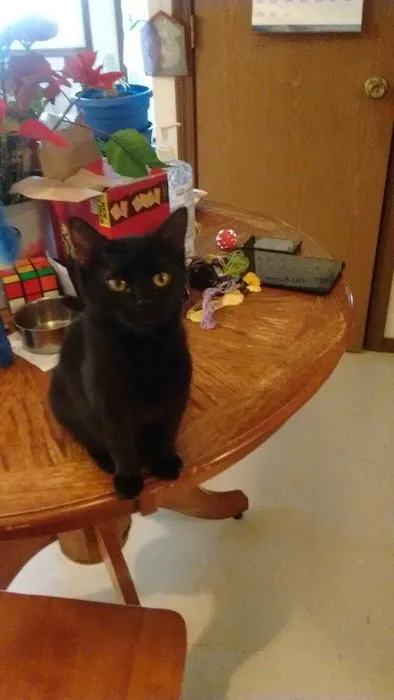 Vienna Veterinary Clinic Picture 3