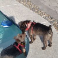 Vienna Veterinary Clinic ico